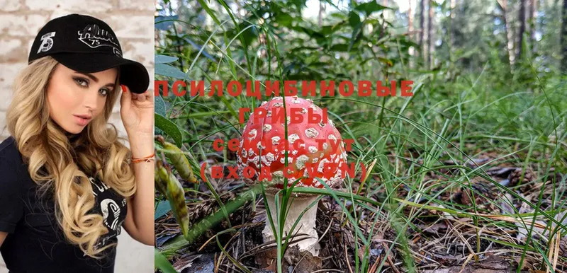 Галлюциногенные грибы Psilocybe  Белогорск 